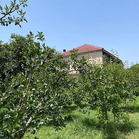Villa Mance Berat Exteriör bild