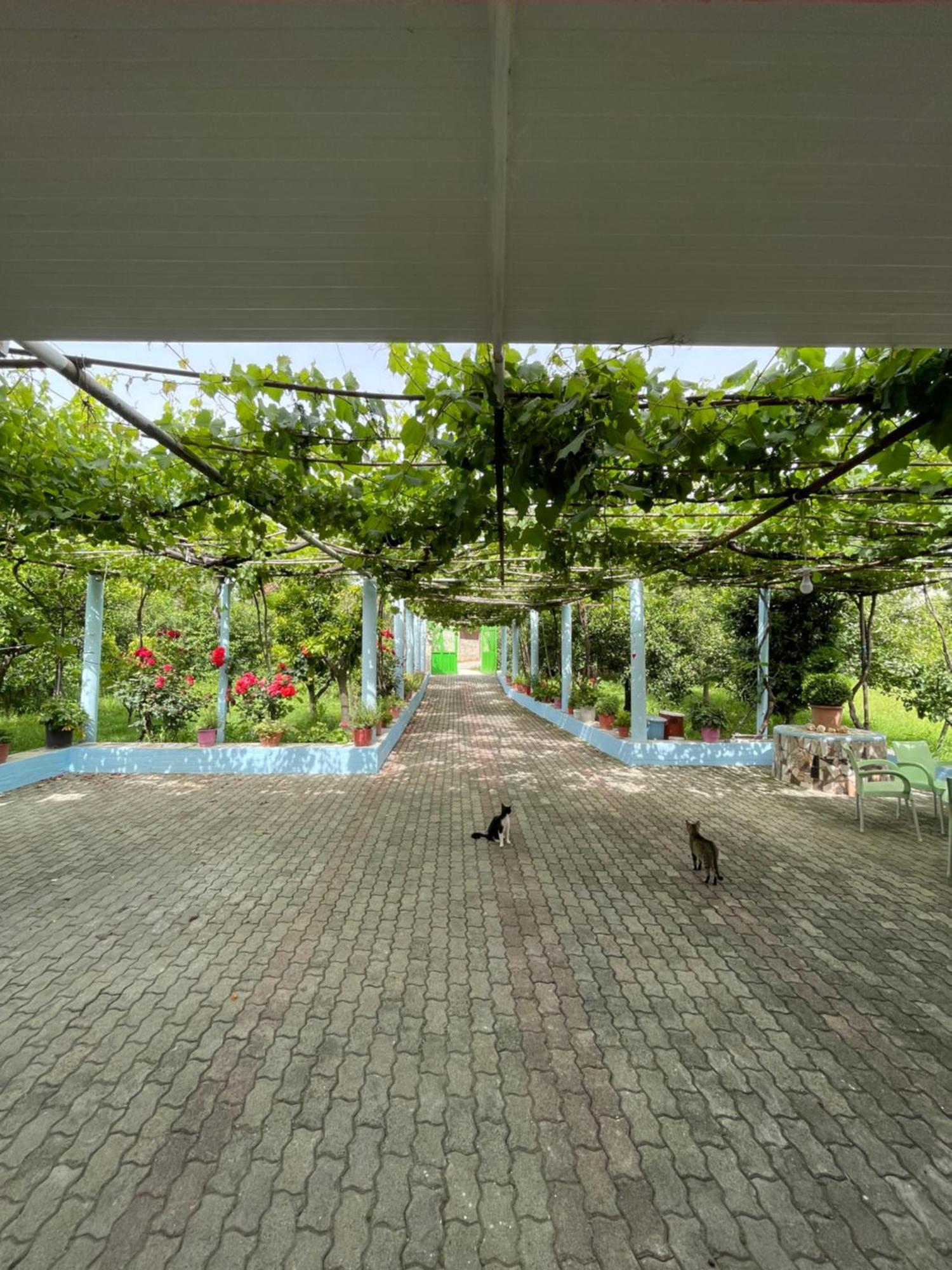 Villa Mance Berat Exteriör bild
